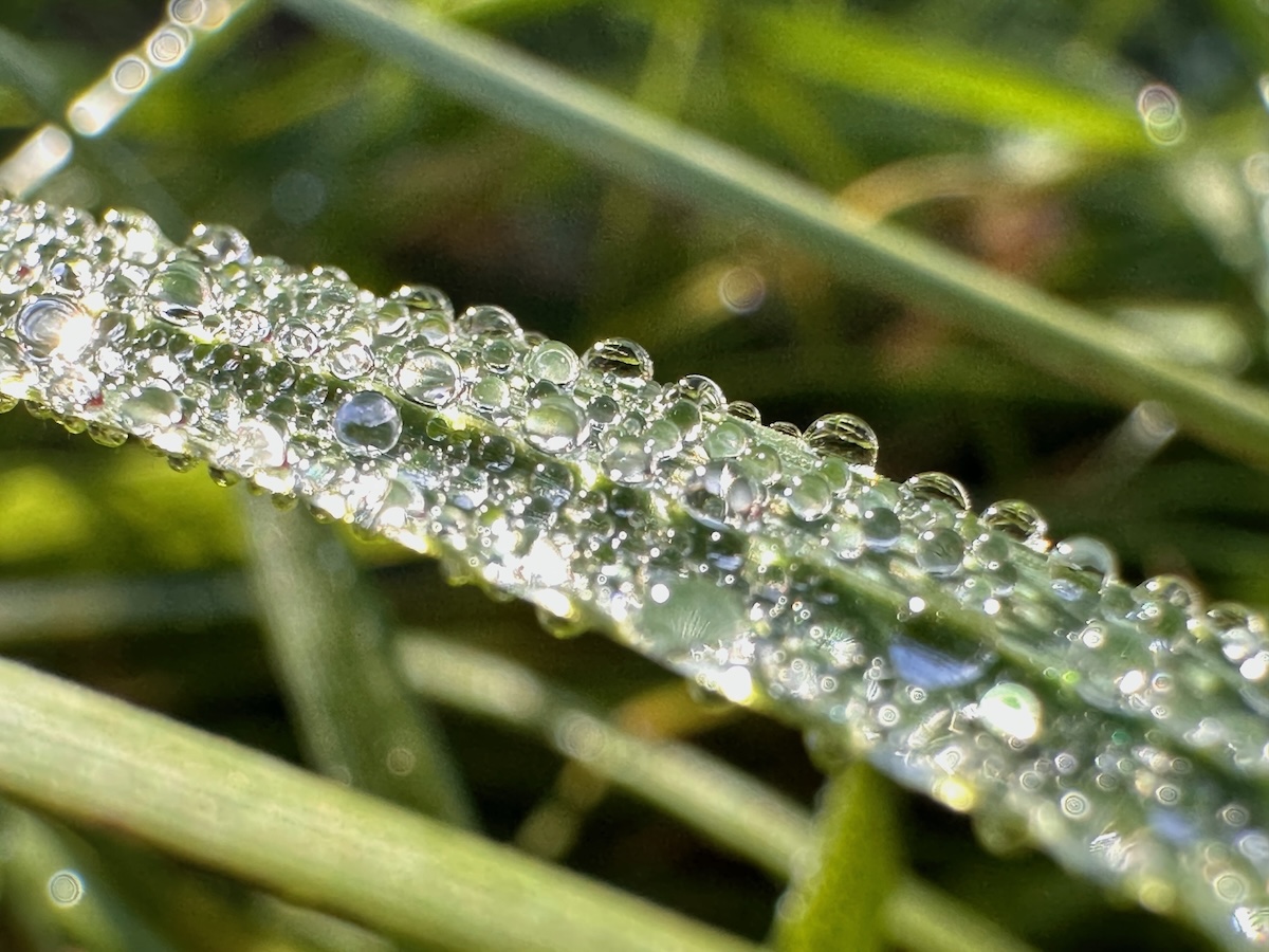 Dauwdruppels op een grasspriet
