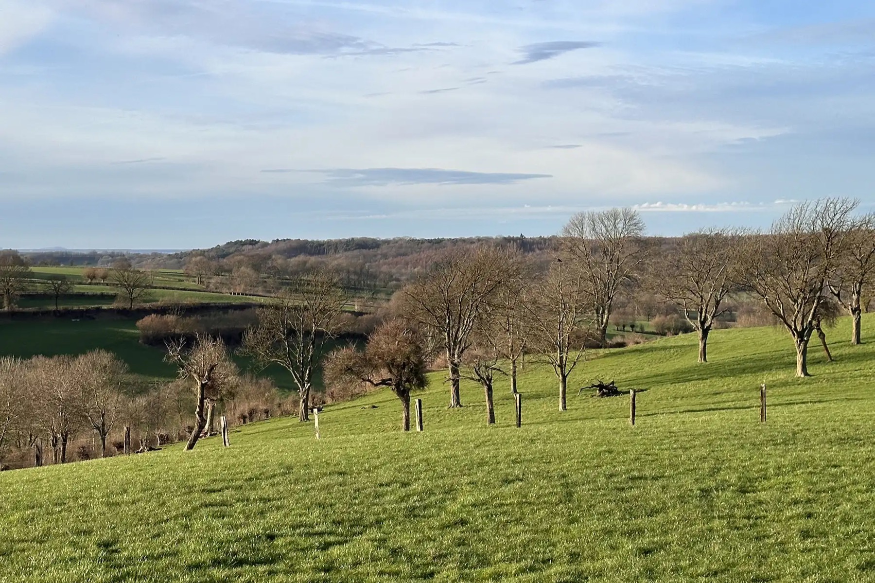 Weiland met fruitbomen onder een lichte lucht