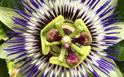 Onderneem jij vanuit potentieel of vanuit passie?