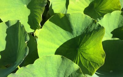 5 Goede voornemens voor ondernemers in 2025