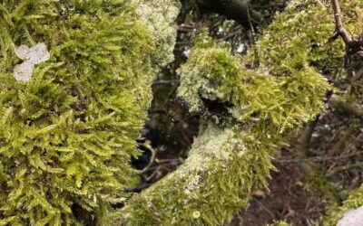 Hoe vind je een nieuwe missie na een ingrijpende gezondheidsverandering?