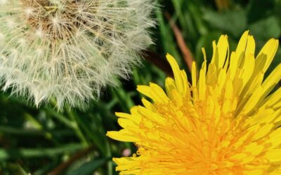 Jezelf opnieuw uitvinden: wanneer je identiteit niet meer past