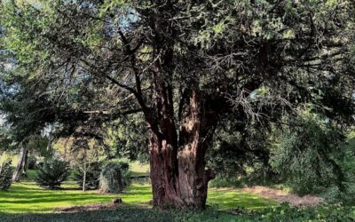 10 Rituelen om dichter bij je essentie te komen en bewuster te leven