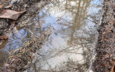 Dagelijkse zelfreflectie en schaduwwerk: wie ben jij vandaag geweest?